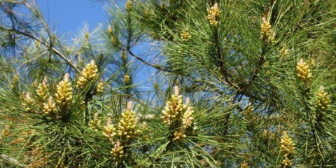 Gdje raste pitsunda bor i kako rasti